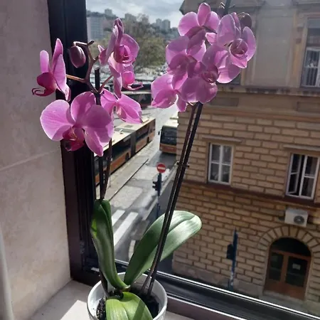 Apartman Vesna Rijeka